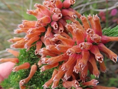 Erica xanthina