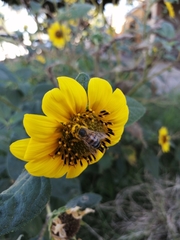 Apis mellifera