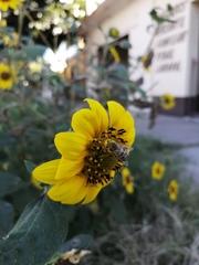 Apis mellifera