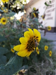 Apis mellifera