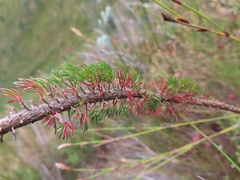 Erica xanthina