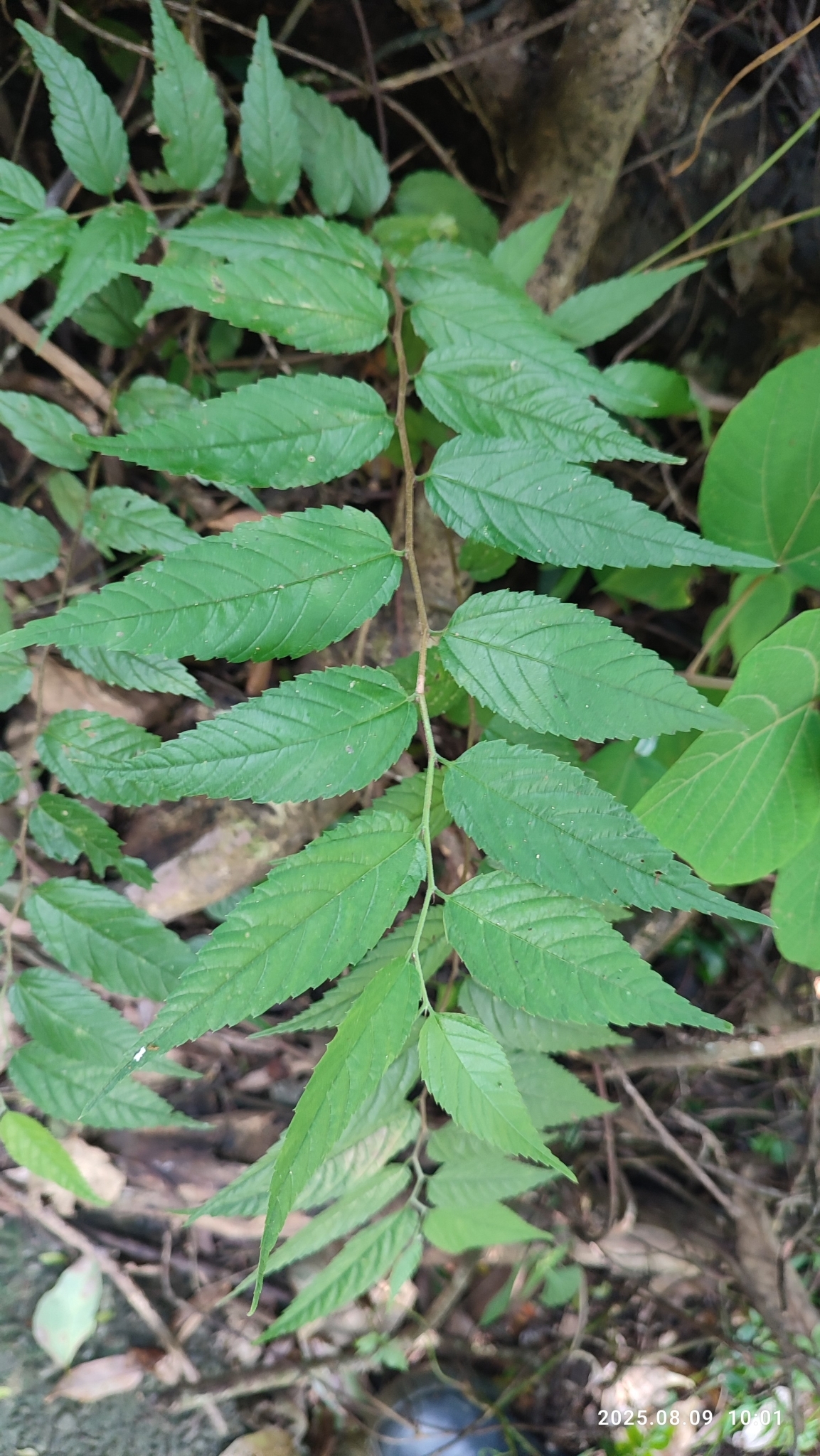 Aphananthe Aspera (Aphananthe aspera)