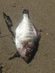 Hyperprosopon argenteum