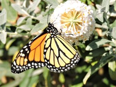 Danaus plexippus