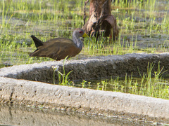 Aramides cajaneus