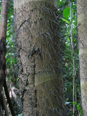Bactris gasipaes