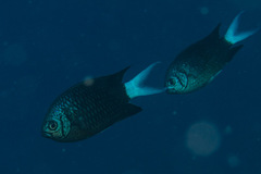Chromis xanthura