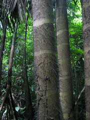 Bactris gasipaes