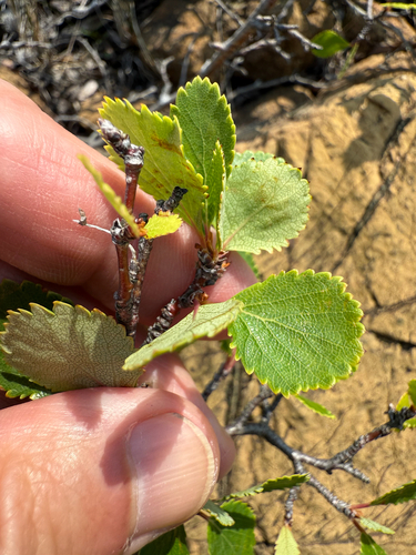 Bog birch (Betula pumila)