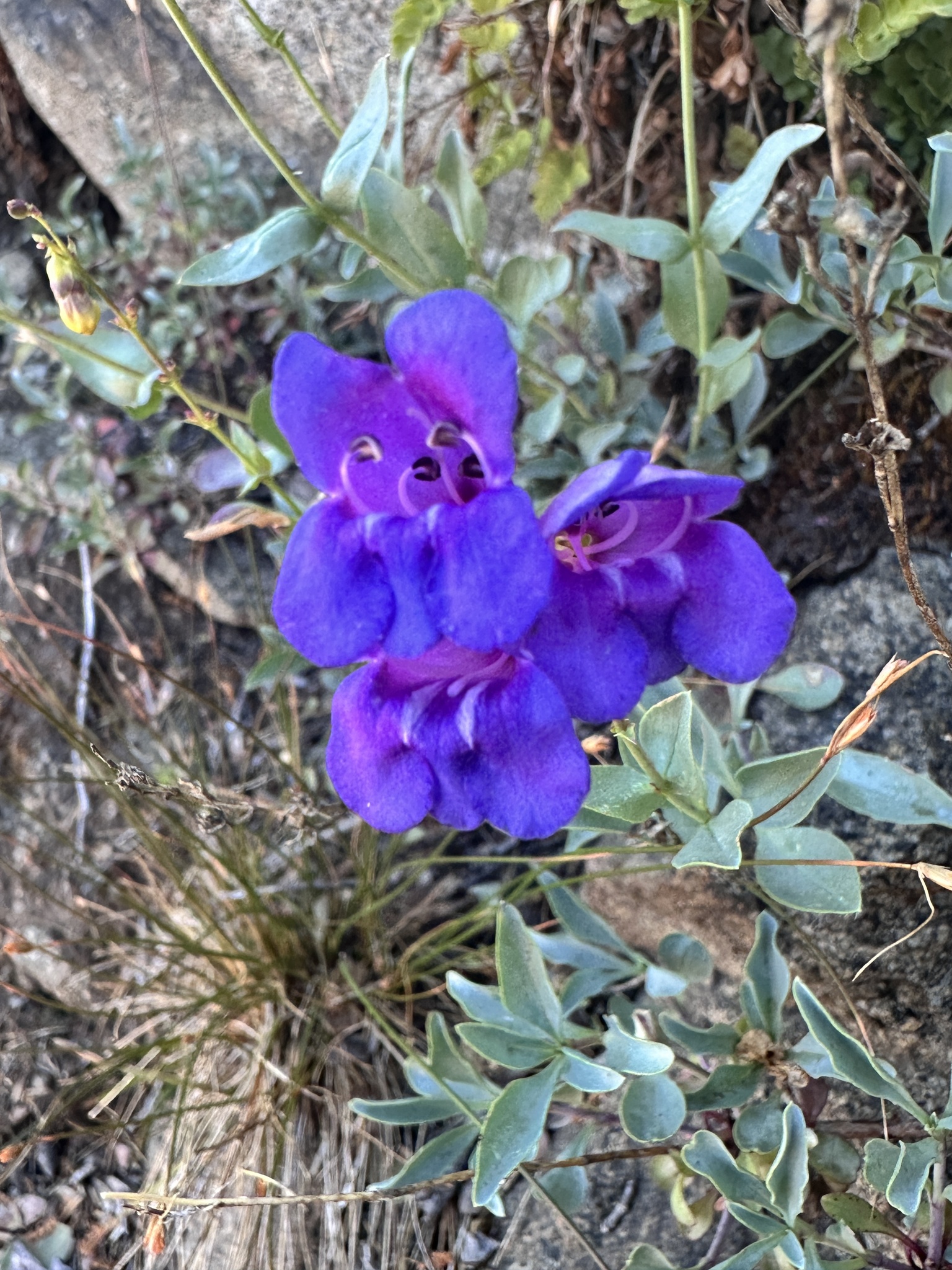 Azure Penstemon (Penstemon azureus)