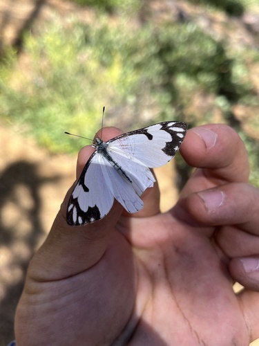 iNaturalist observation photo of Pine White