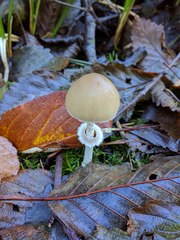 Psathyrella longistriata