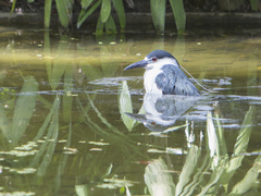 Nycticorax nycticorax