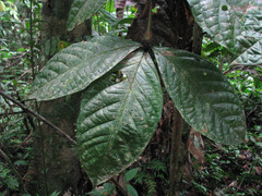 Cordia nodosa