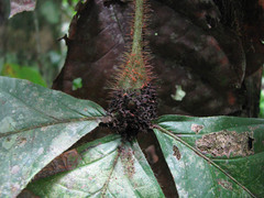 Cordia nodosa