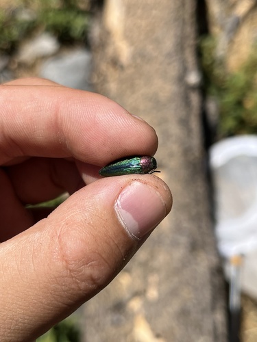 iNaturalist observation photo of Buprestis connexa