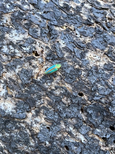iNaturalist observation photo of Golden Buprestid Beetle