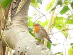 Erithacus rubecula