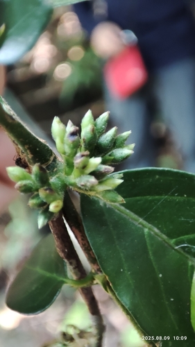 Benkara sinensis, photograph 3