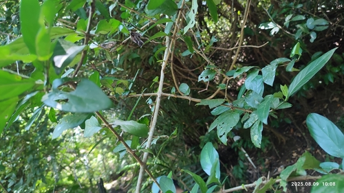 Benkara sinensis, photograph 4