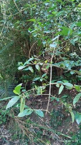 Benkara sinensis, photograph 5