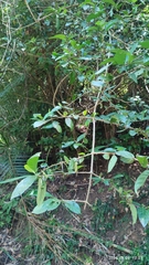 Benkara sinensis, photograph (c) 四角銅鑼, some rights reserved (CC BY)