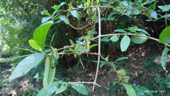 Benkara sinensis, photograph (c) 四角銅鑼, some rights reserved (CC BY)