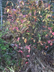 Viburnum cassinoides