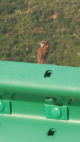 Meadow Bunting