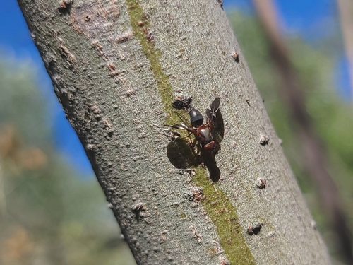 Unknown species found near Garden City, ID, USA