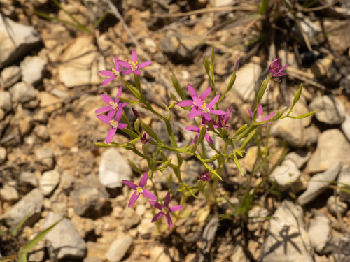 Lady Bird's Centaury (Zeltnera texensis)