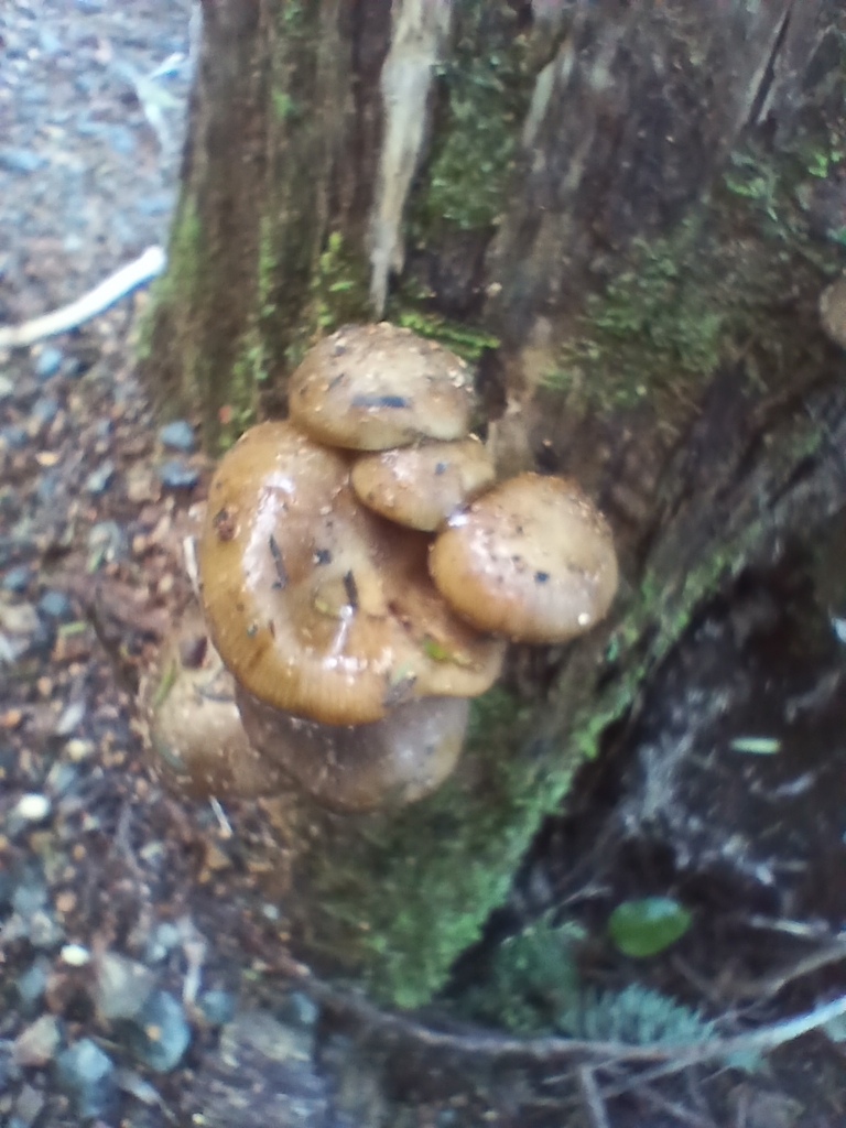 Armillaria novae-zelandiae · August 2025 · photo: © mphnz (iNaturalist, cc0)