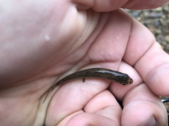 Notropis boops