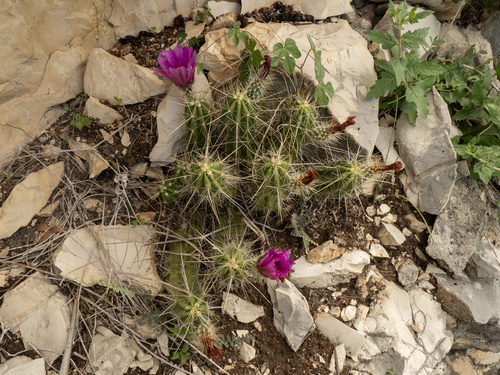 Echinocereus enneacanthus