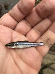 Notropis boops