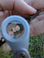 Aleurodiscus grantii