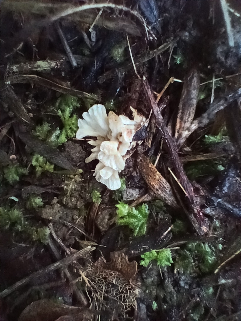 Stereopsis hiscens · August 2025 · photo: © mphnz (iNaturalist, cc0)