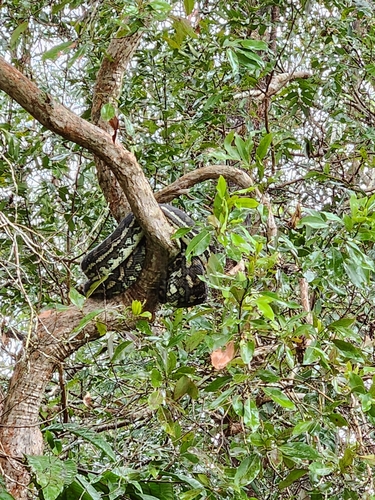 Coastal Carpet Python sighting