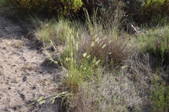 Tribolium brachystachyum