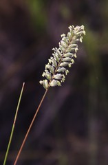 Tribolium brachystachyum