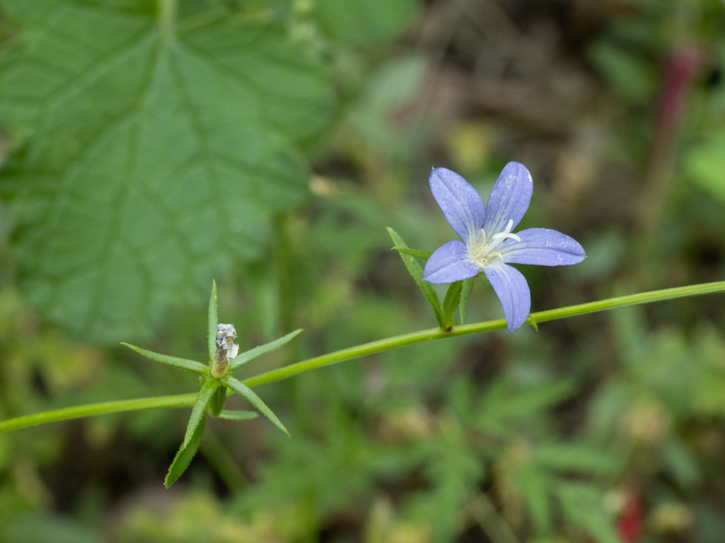 Triodanis coloradoensis; photograph (c) Turner Brockman, some rights reserved (CC BY-SA)