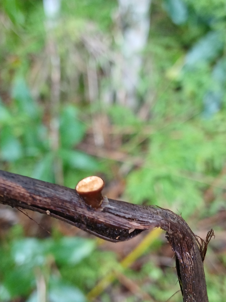 Crucibulum simile · August 2025 · photo: © mphnz (iNaturalist, cc0)