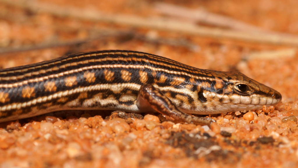 Barred Wedge-Snout Ctenotus