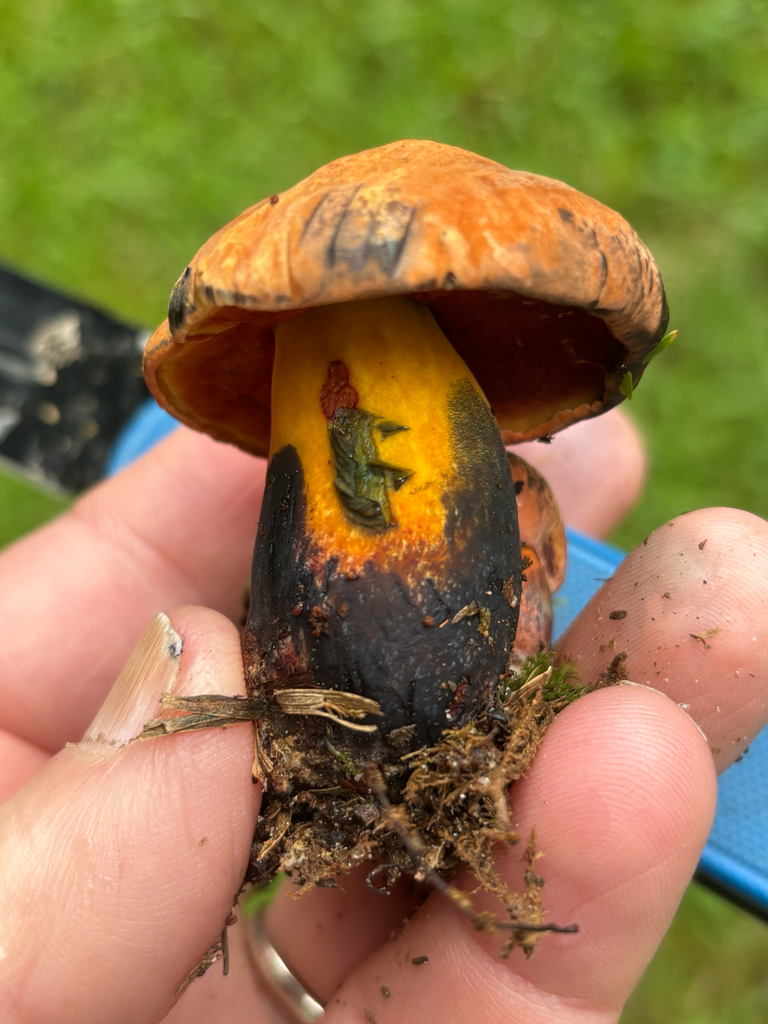 Boletus subluridellus