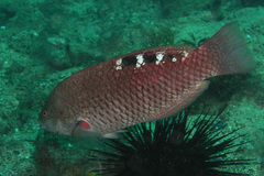 Pseudolabrus luculentus
