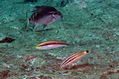 Stethojulis interrupta