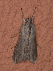 Cucullia intermedia