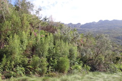 Empleurum unicapsulare