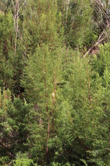 Empleurum unicapsulare