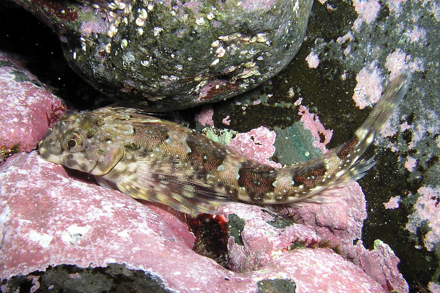 Eastern Jumping Blenny